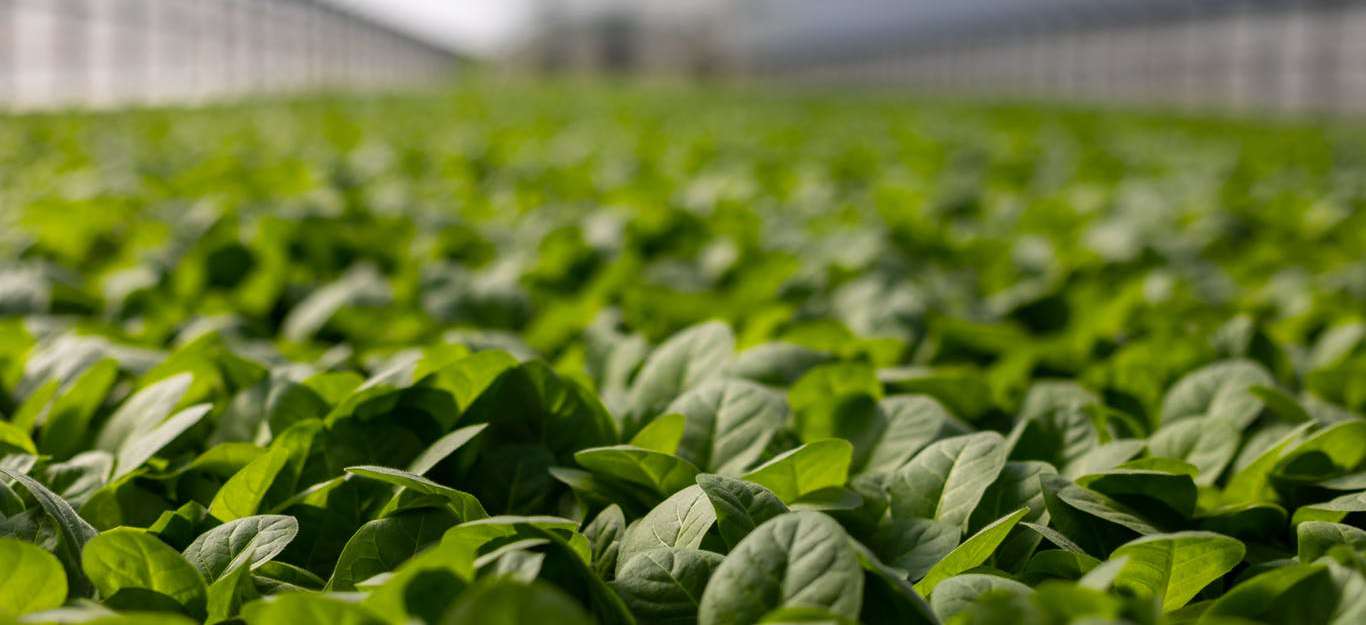 Environmental Social Governance